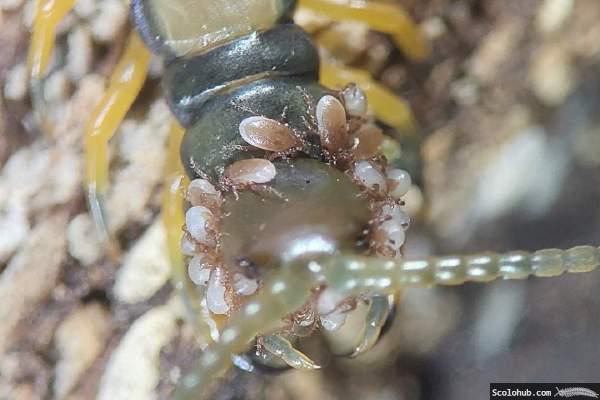 Skolopender mit Milbenbefall