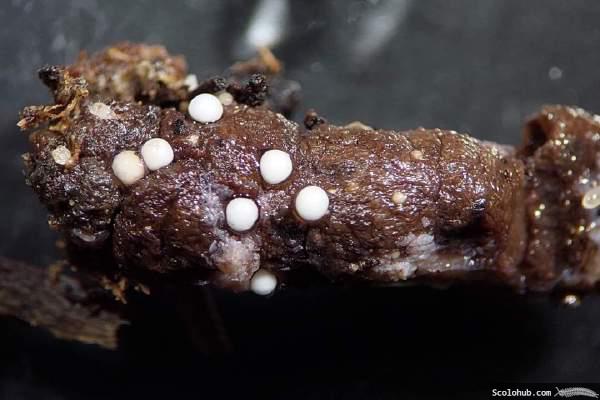 Kot von Scolopendra dehaani mit unbekanntem Parasitenbefall.