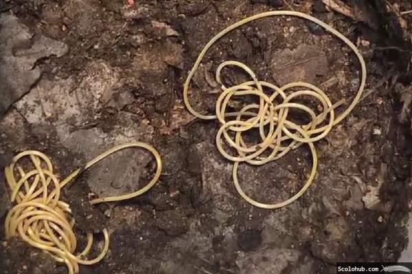 Saitenwürmerbefall von _Scolopendra dehaani_