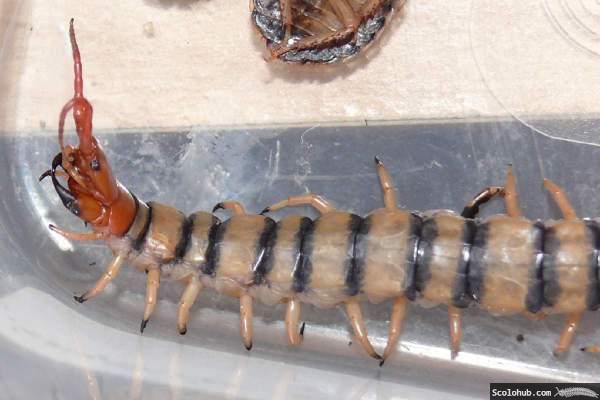 Mykose an Scolopendra morsitans