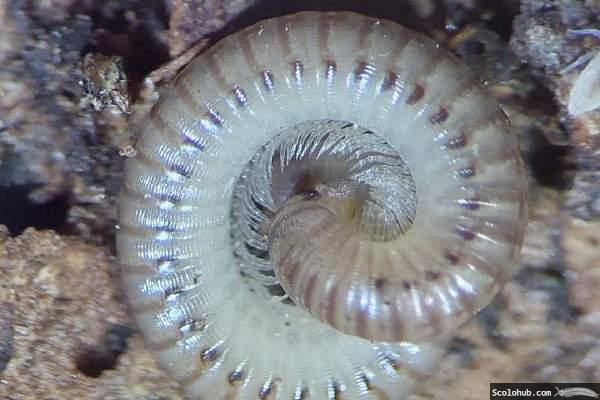 Diplopoda