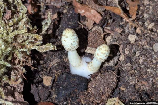 Pilze im Terrarium