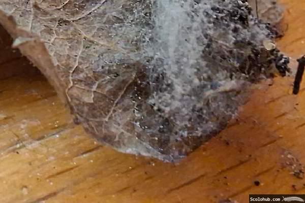 Schimmelpilz aus dem Terrarium