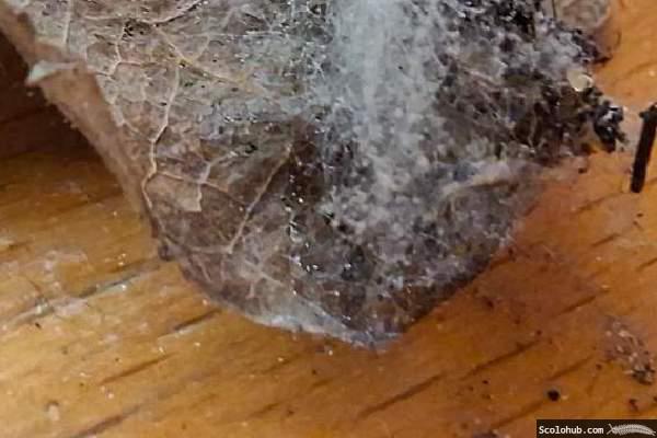 Schimmelpilz aus dem Terrarium