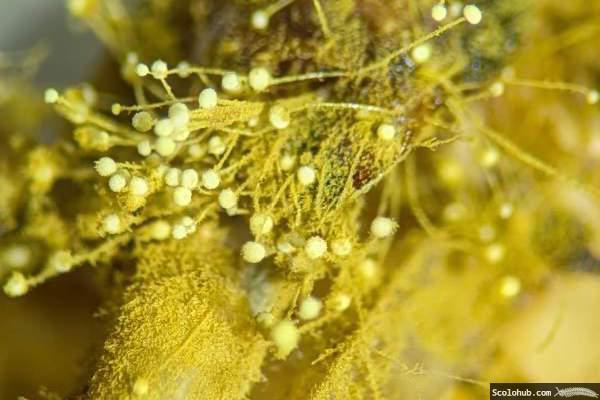 Schimmelpilz in Makroaufnahme