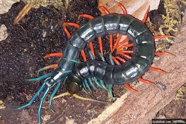Scolopendra sp. "Malaysian Jewel"