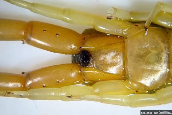 Coxopleuren