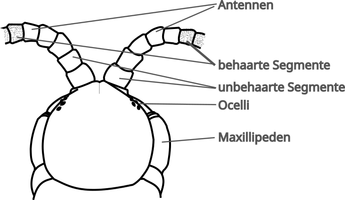 Dorsale Ansicht Kopf