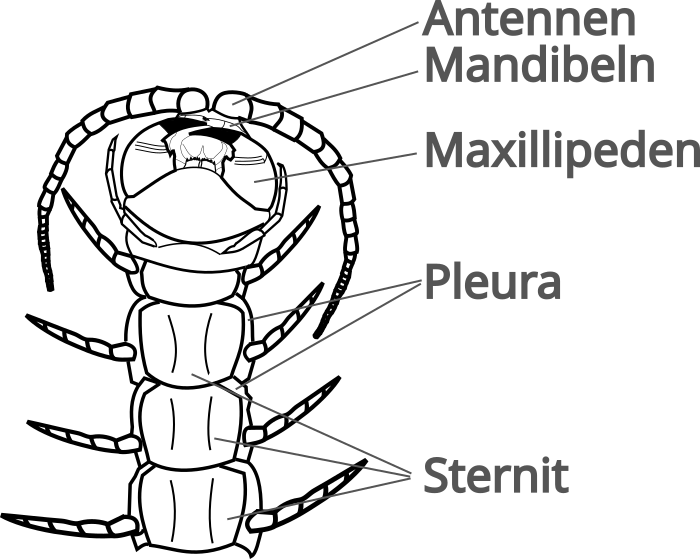 Ventrale Ansicht Kopf