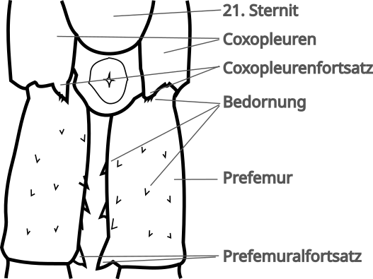 Ventrale Ansicht Schleppbeine
