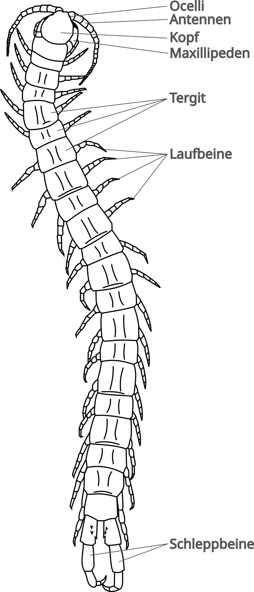 Dorsale Ansicht Scolopendra
