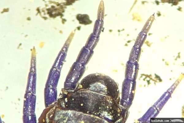 Orya barbarica weiblich