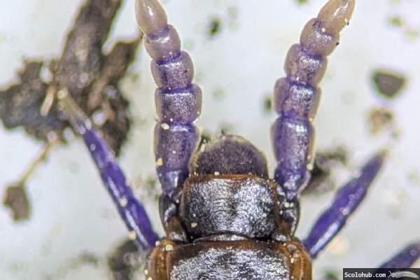 Orya barbarica männlich