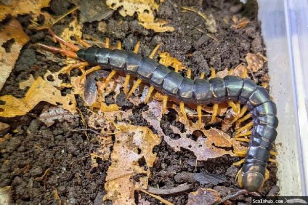 Scolopendra gracillima männlich