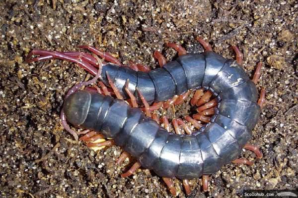 Scolopendra gracillima weiblich