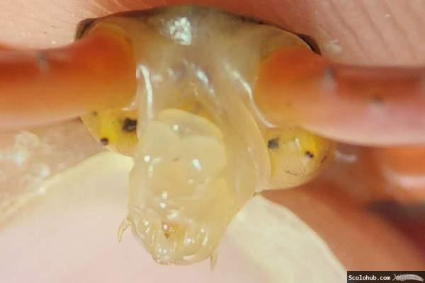 Geschlechtsorgane von männlichem Scolopendra dehaani