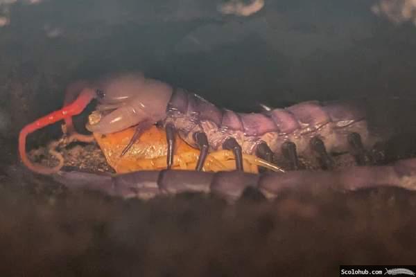 Scolopendra sp. "Celebes Purple" verspeist seine alte Haut