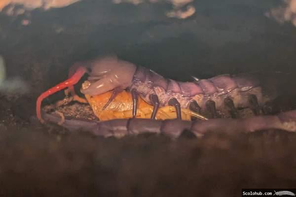 Scolopendra sp. "Celebes Purple" verspeist seine alte Haut