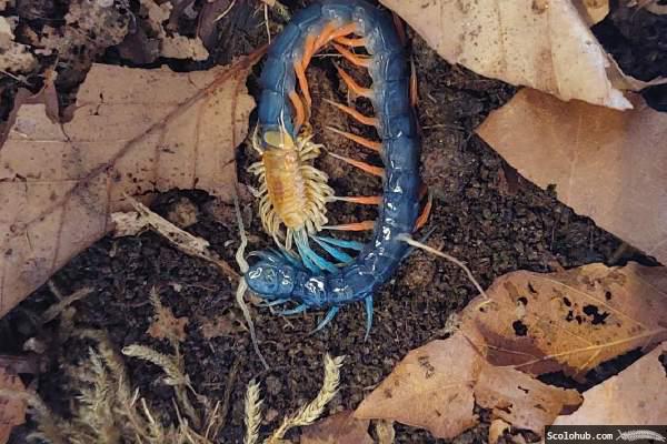 Scolopendra sp. "Malaysian Jewel" während der Häutung