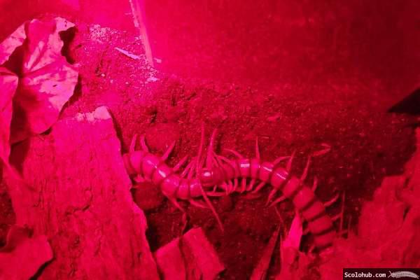 Kontaktaufnahme von Ethmostigmus trigonopodus