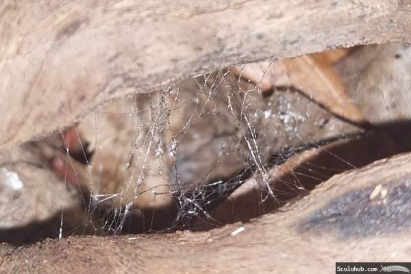 Spermanetzes von Scolopendra dehaani