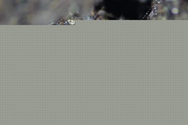 Makroaufnahme eines Spermanetzes von Scolopendra gracillima