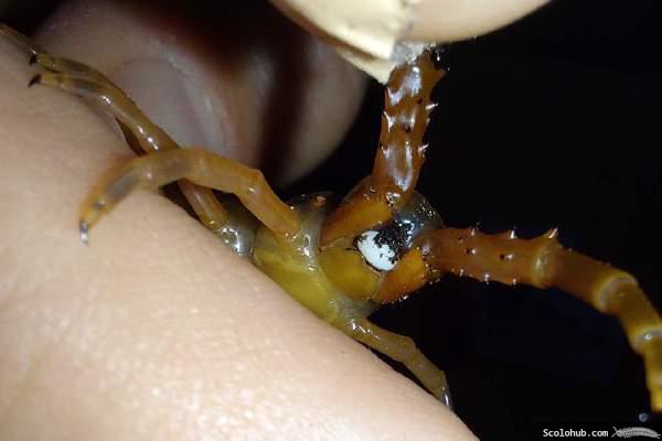 Aufgenommene Spermatophore bei Ethmostigmus trigonopodus