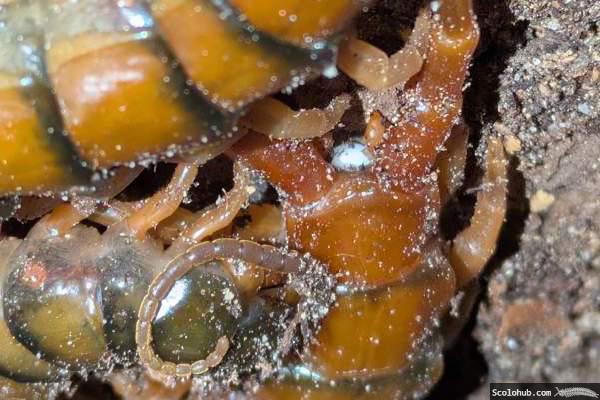 Aufgenommene Spermatophore bei Ethmostigmus trigonopodus