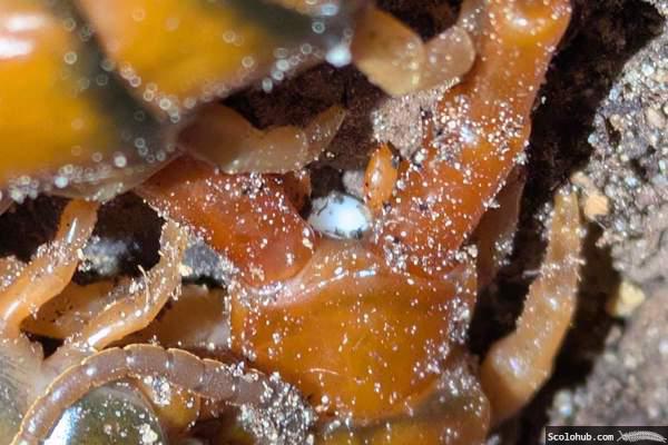 Aufgenommene Spermatophore bei Ethmostigmus trigonopodus