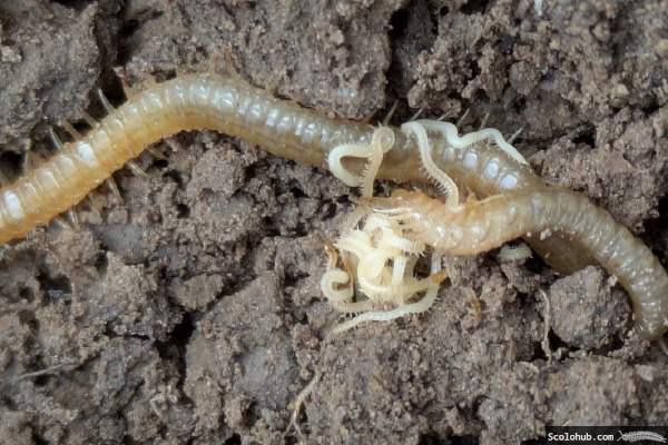 Brutpflege bei Geophilomorpha sp.