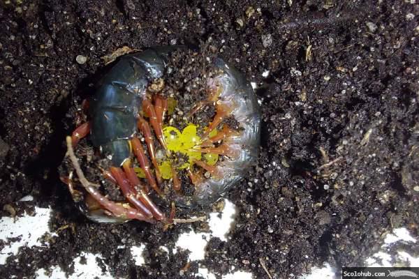 Brutpflege bei Scolopendra gracillima