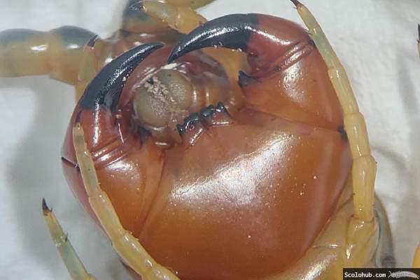 Maxilipeden von Scolopendra alternans