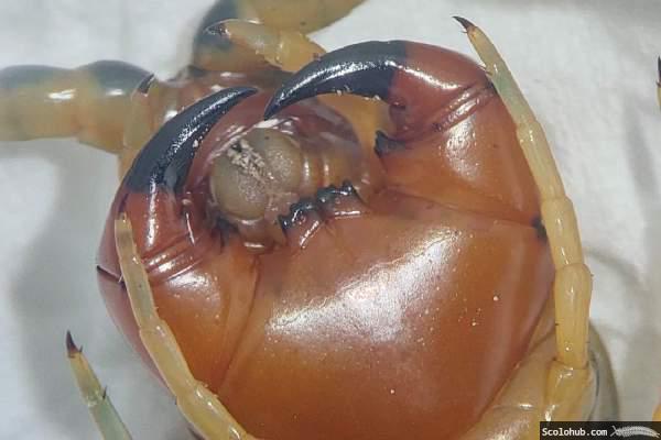 Maxilipeden von Scolopendra alternans